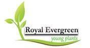 Royal EverGreen